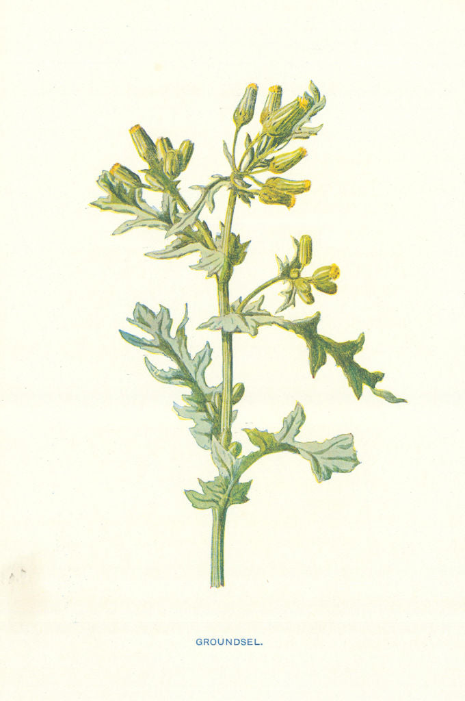 Groundsel. Wild Flowers by Frederick Edward Hulme c1895 old antique print
